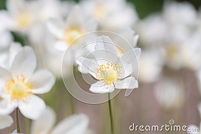 Snowdrop anemone, Anemonoides sylvestris, haze of white flowers Stock Photo